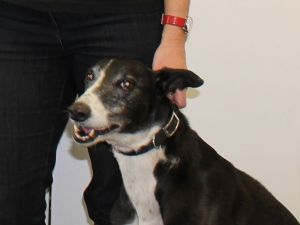 Maddie The Dog